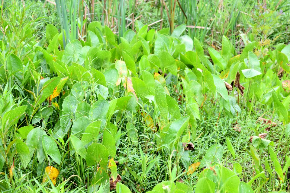 plant sagittaria White Oak Creek Greenway ncwetlands AM (4)