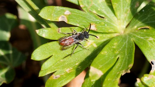 Nomada  fabriciana ( Rot-schwarze Wespenbiene) Männchen