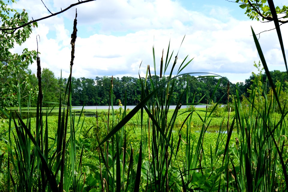 scene lake raleigh KG (42)