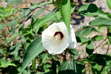 plant hibiscus Little River Park ncwetlands AM (1)