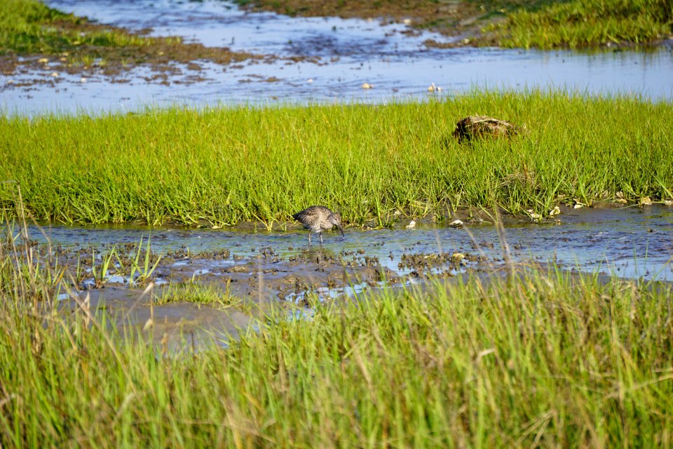 The Rocks at Fort Fisher ncwetlands KG (5)
