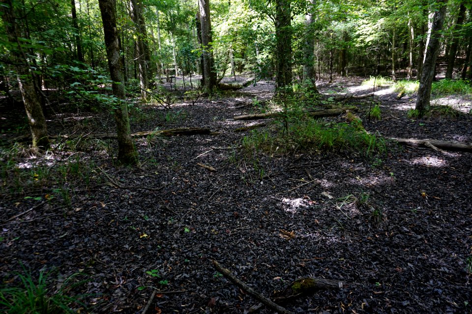 scene upland depression wetland 2 Uwharrie Nat Forest ncwetlands KG (1)