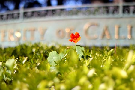 Flower at the West Entrance to UC Berkeley