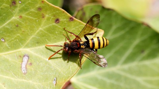 Nomada cf. signata (Wespenbiene) auf Efeublatt
