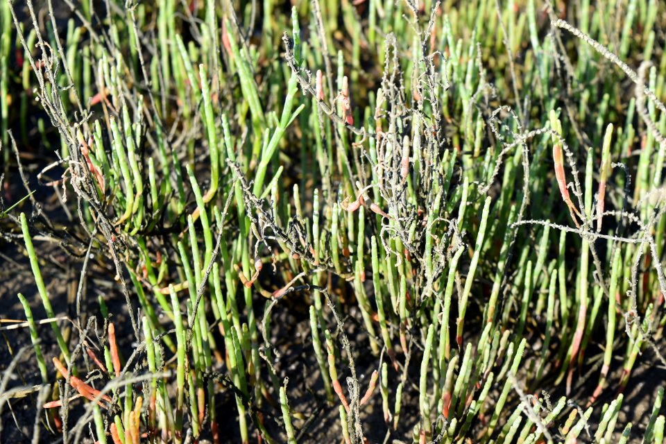 plant glasswort Salicornia The Rocks at Fort Fisher ncwetlands AM