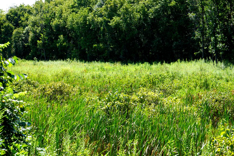 scene wetland Audubon Trail at Tanglewood Pk ncwetlands KG (4)