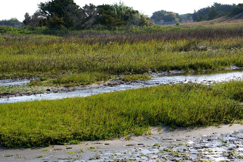 The Rocks at Fort Fisher ncwetlands KG (6)