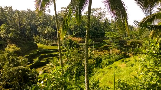 Bali-1