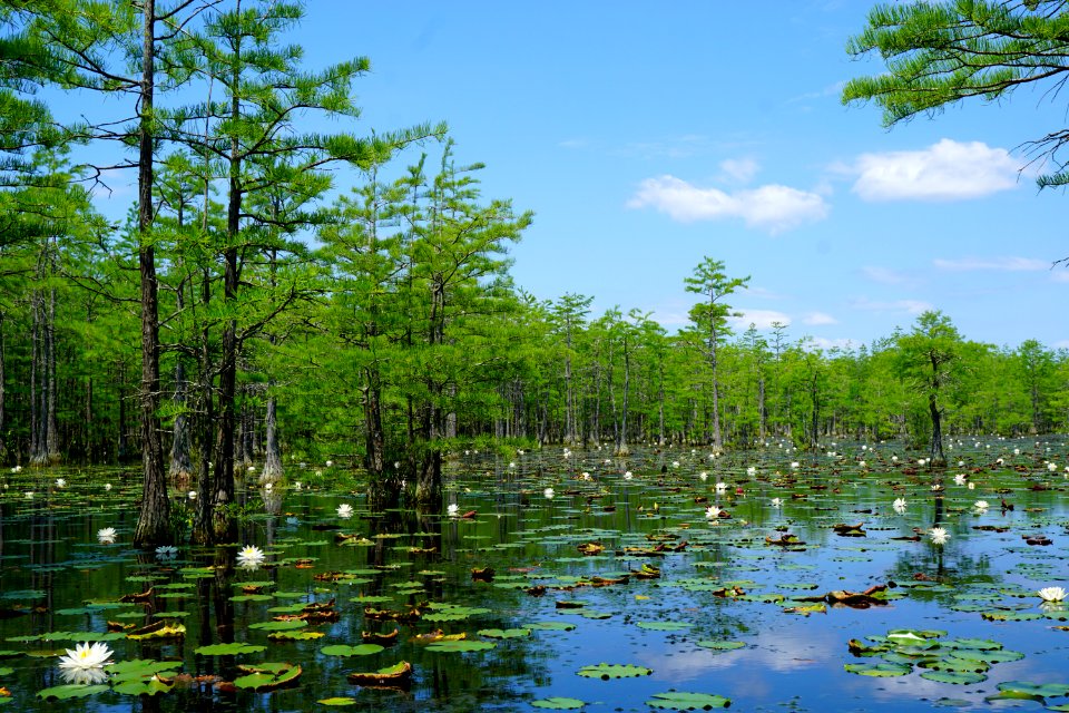 pond cypress water lily Suggs Millpond Gameland KG