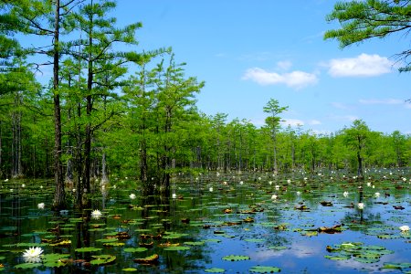 pond cypress water lily Suggs Millpond Gameland KG