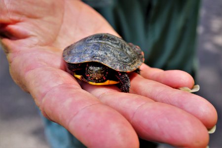 painted turtle juvenile pee dee nwr KG (2)