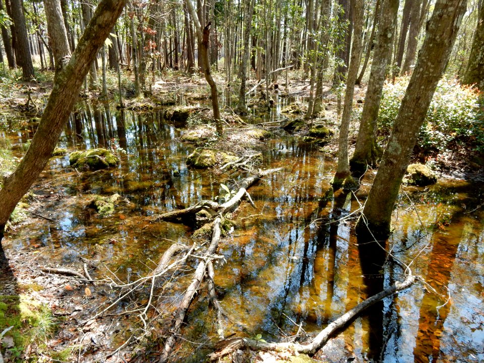 scene bottomland hardwood wetland Carolina beach state park ncwetlands KG (5)