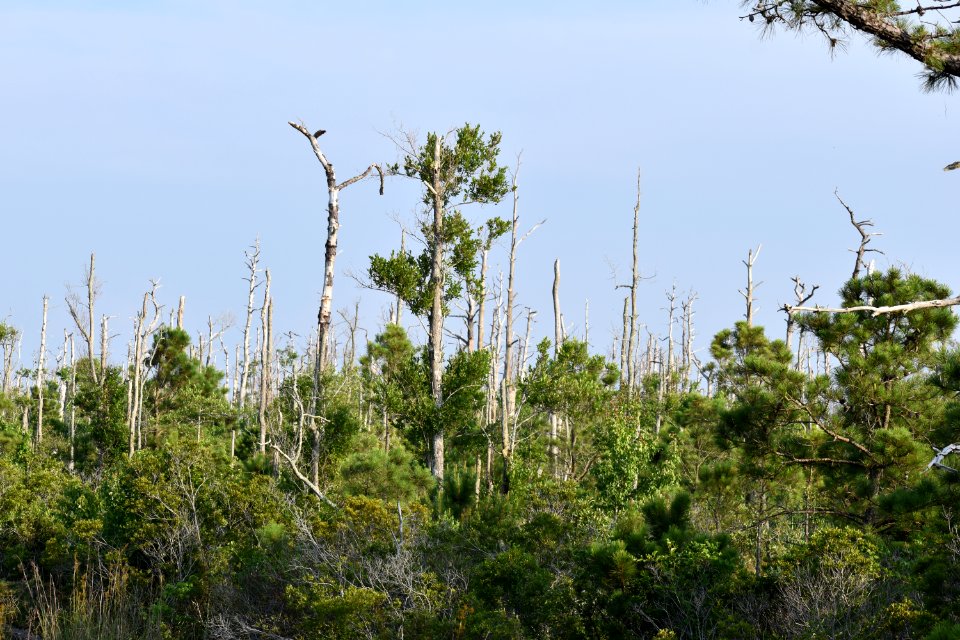 other salt water intrusion Alligator River NWR ncwetlands am (127)