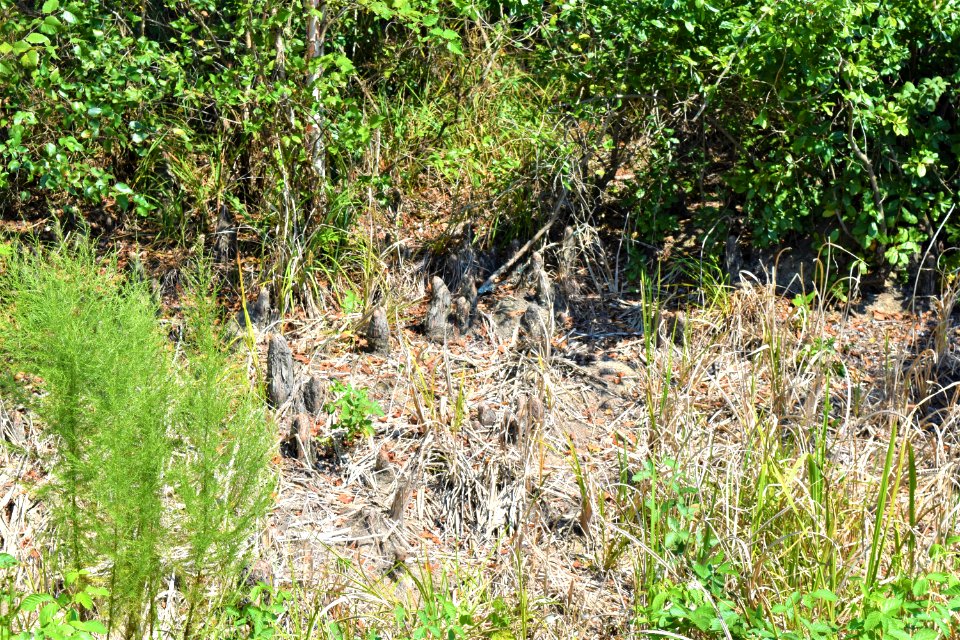 plant cypress knees Neuse River Trail Craig Burn Ln