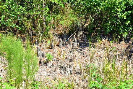 plant cypress knees Neuse River Trail Craig Burn Ln