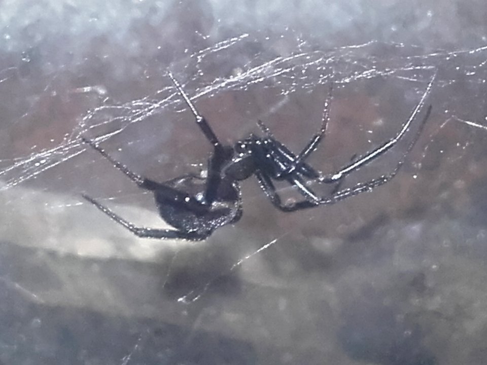 Steatoda grossa 003329