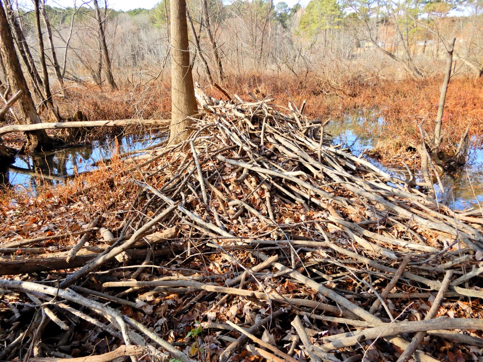 mammal beaver lodge winter Walnut Crk Rock Quarry Rd ncwetlands KG (51)