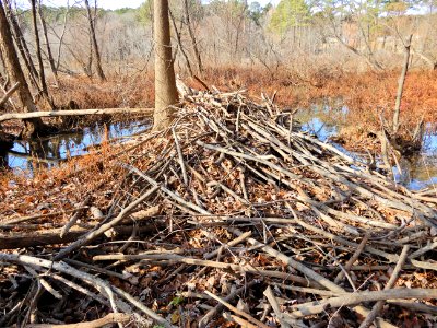 mammal beaver lodge winter Walnut Crk Rock Quarry Rd ncwetlands KG (51)
