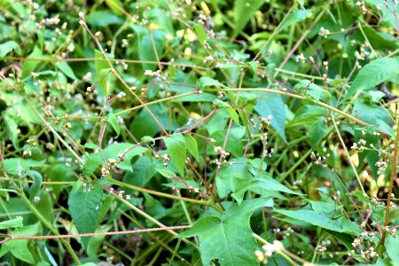plant polygonum scene Neuse River Trail Craig Burn Ln