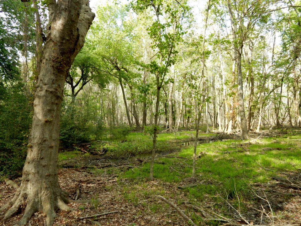 scene bottomland hardwood wetland Carolina beach state park ncwetlands KG (4)