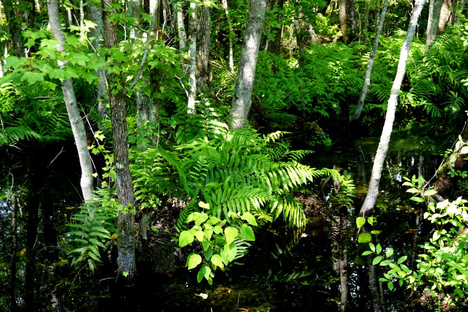 scene Duck Pen trail wetland Pocosin Lakes NWR ncwetlands KG (5)
