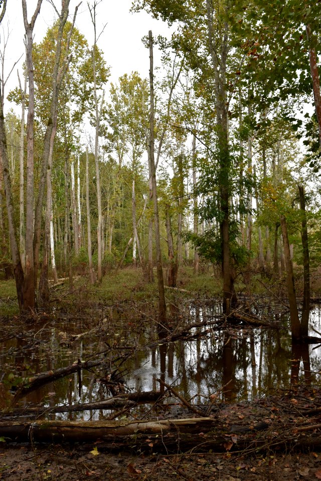 scene Crooked Run Wildlife Management Area NC Wetlands AM (9)