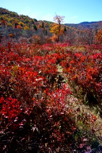 wetland bog Graveyard Fields Blue Ridge ncwetlands KG (22)