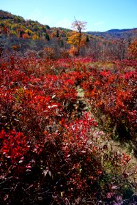 wetland bog Graveyard Fields Blue Ridge ncwetlands KG (22) photo