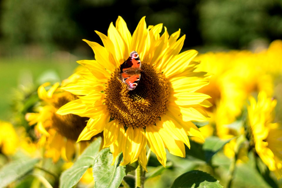 Peacock butterfly on Sunflower