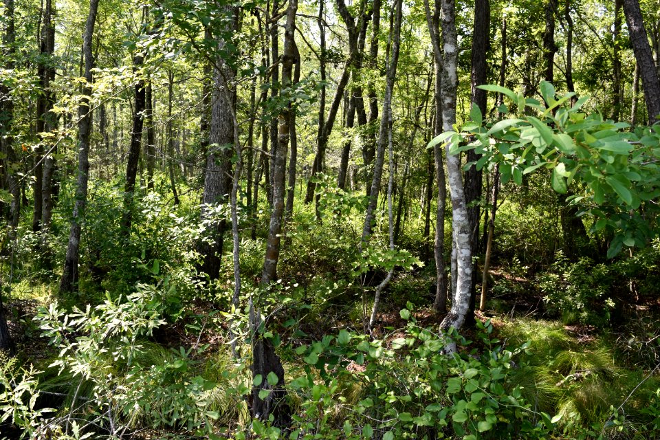scene Alligator River NWR ncwetlands am (9)