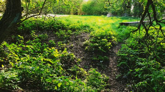 Leafield Community Wood Shrubbery