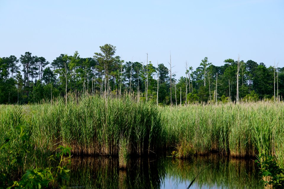 plant Phragmites invasive species salt intrusion Alligator River NWR ncwetlands KG (1)