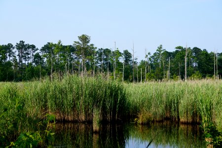 plant Phragmites invasive species salt intrusion Alligator River NWR ncwetlands KG (1) photo