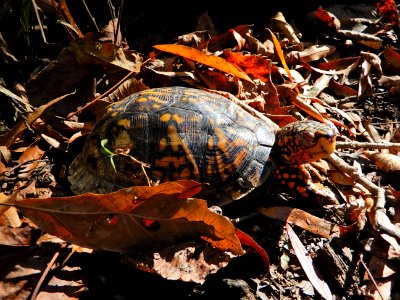 reptile poor sick box turtle Lower Little Creek Jordan GmL ncwetlands KG