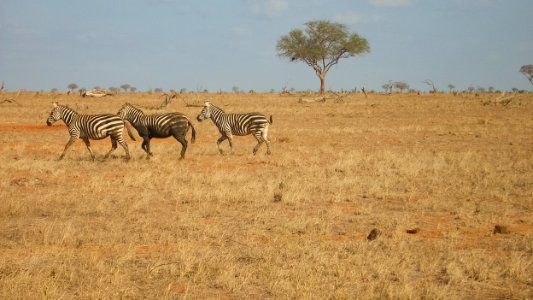 Kenya-5 photo
