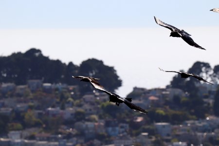 Crows at Twin Peaks