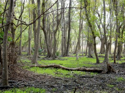scene bottomland hardwood wetland Carolina beach state park ncwetlands KG (2)