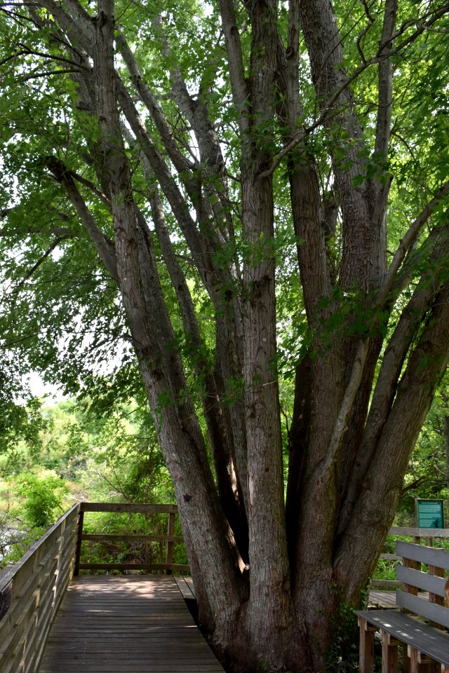 scene Beaver Lake bird sanctuary ncwetlands AM (13)