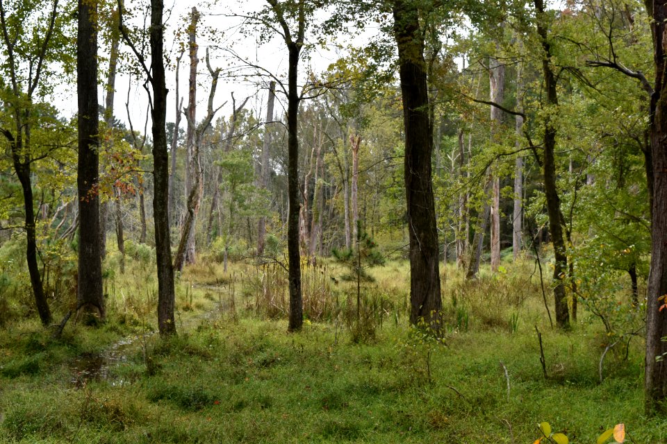 scene Abbotts Creek Trail ncwetlands AM (10)