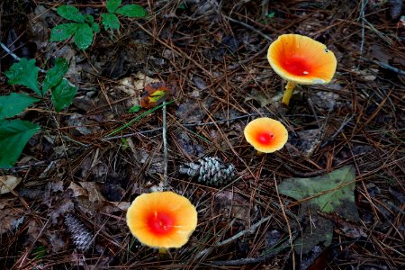 full color mushrooms white pines np ncwetlands KG