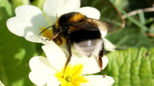 Gartenhummel: Ein schöner Rücken kann auch entzücken!