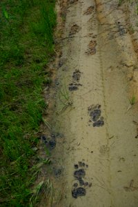 scene bear tracks Suggs Millpond Gameland KG (4)
