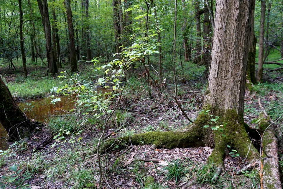 scene wetland buttressed tree white pines np ncwetlands KG