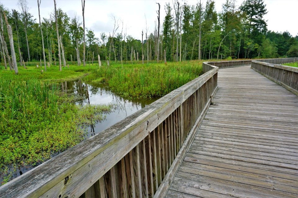 scene white oak creek greenway ncwetlands KG (24)
