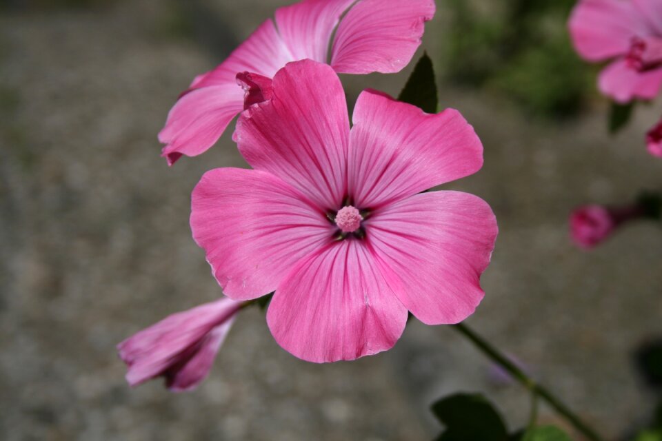 Flower garden blossom