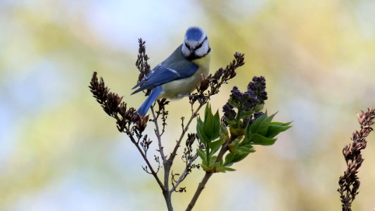 Blaumeise bein Stengelspagat