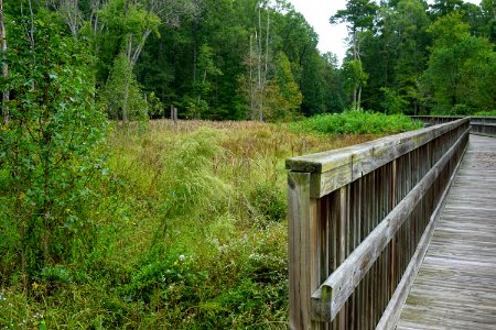 scene Abbotts Creek Trail ncwetlands KG (4)