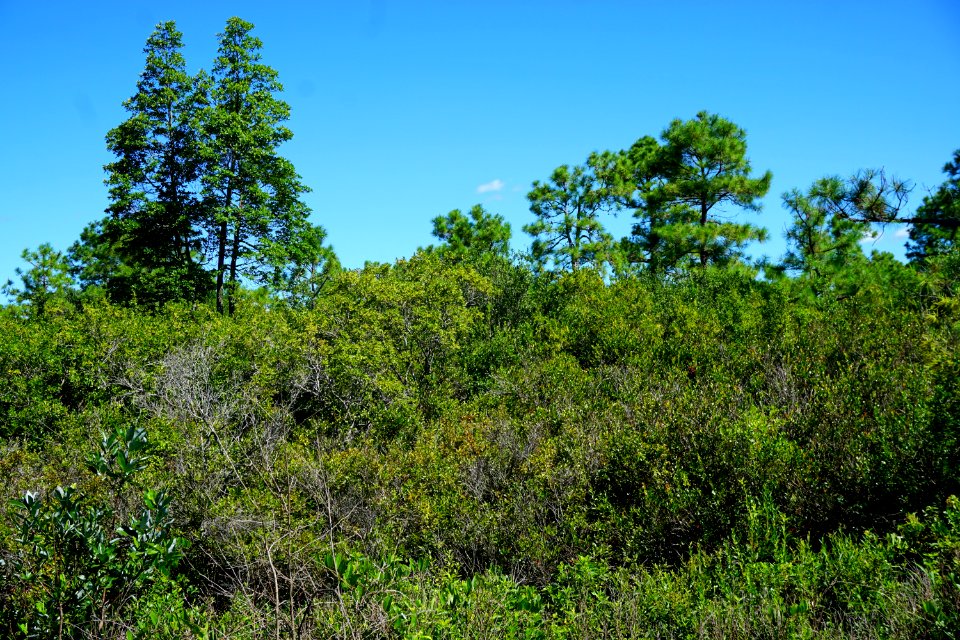 scene posocin Angola Bay Game Land ncwetlands KG (7)
