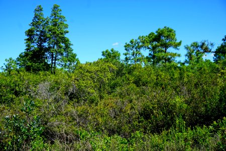 scene posocin Angola Bay Game Land ncwetlands KG (7)