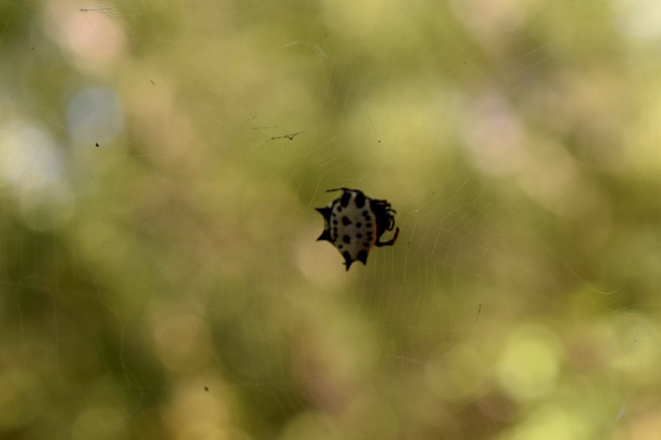 invertebrate spinybacked orbweaver Neuse River Trail Craig Burn Ln